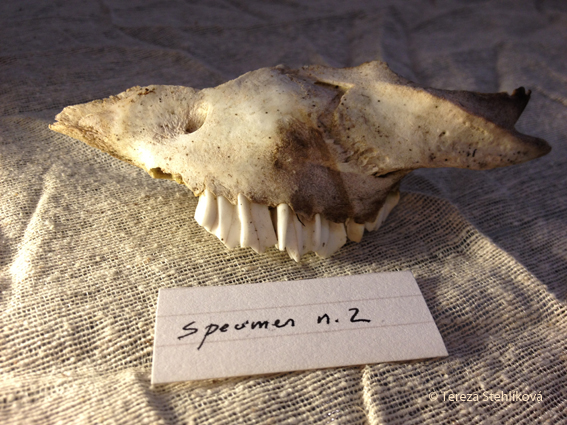 specimen n2