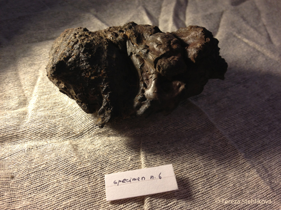 specimen n6