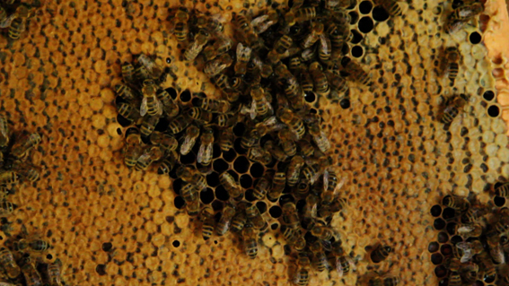 bees1