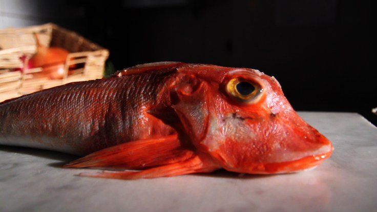 red fish